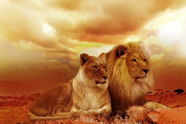 sonar con leones - El significado de soñar con leones
