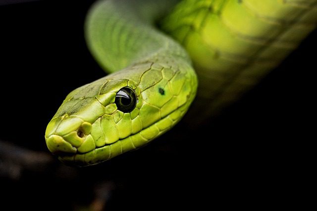 sonar con serpientes - El significado de soñar con serpientes